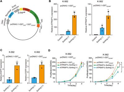 GPI-anchored glutathione S-transferase as marker allows affinity sorting of transfection-positive cells